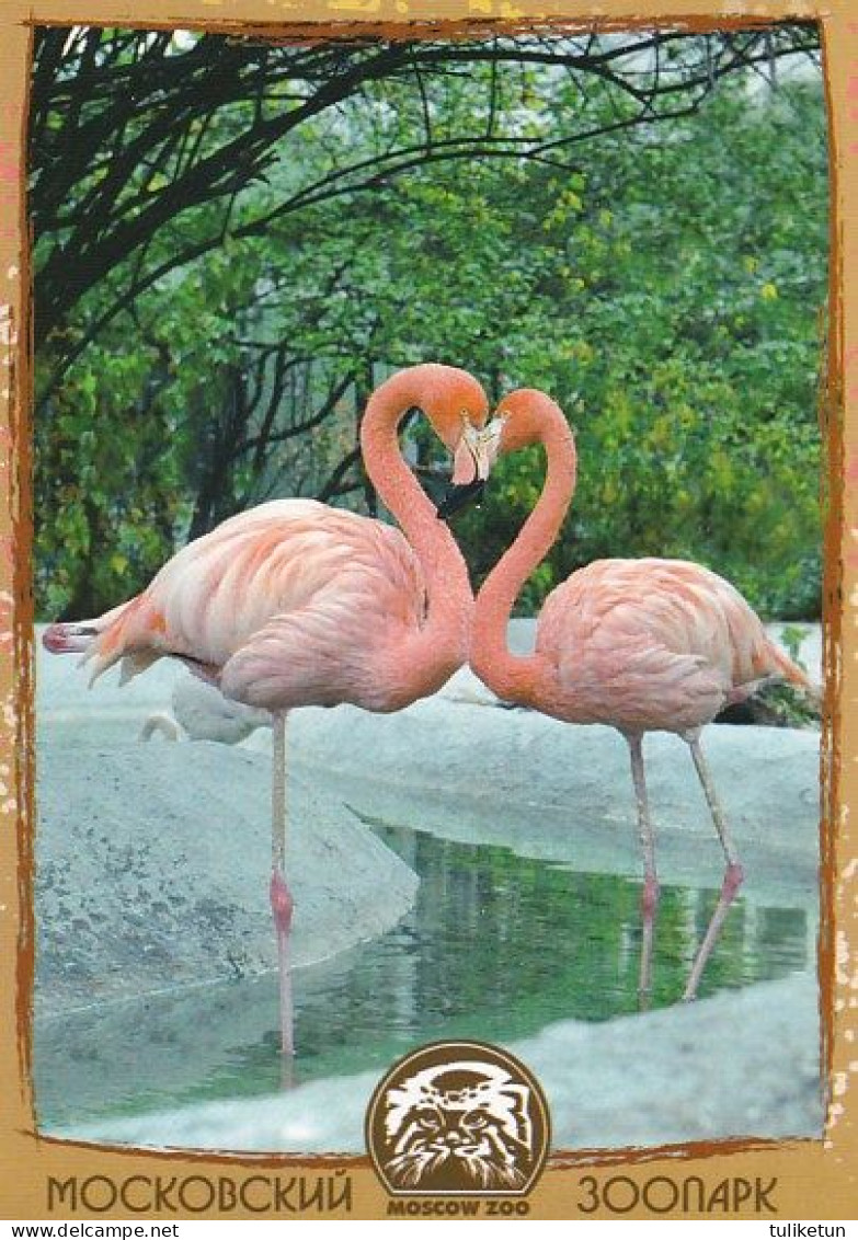 Bird - Oiseau - Vogel - Uccello - Pássaro - Pájaro - Flamingo - Flamingos - Phoenicopteridae - Moscow Zoo - Uccelli