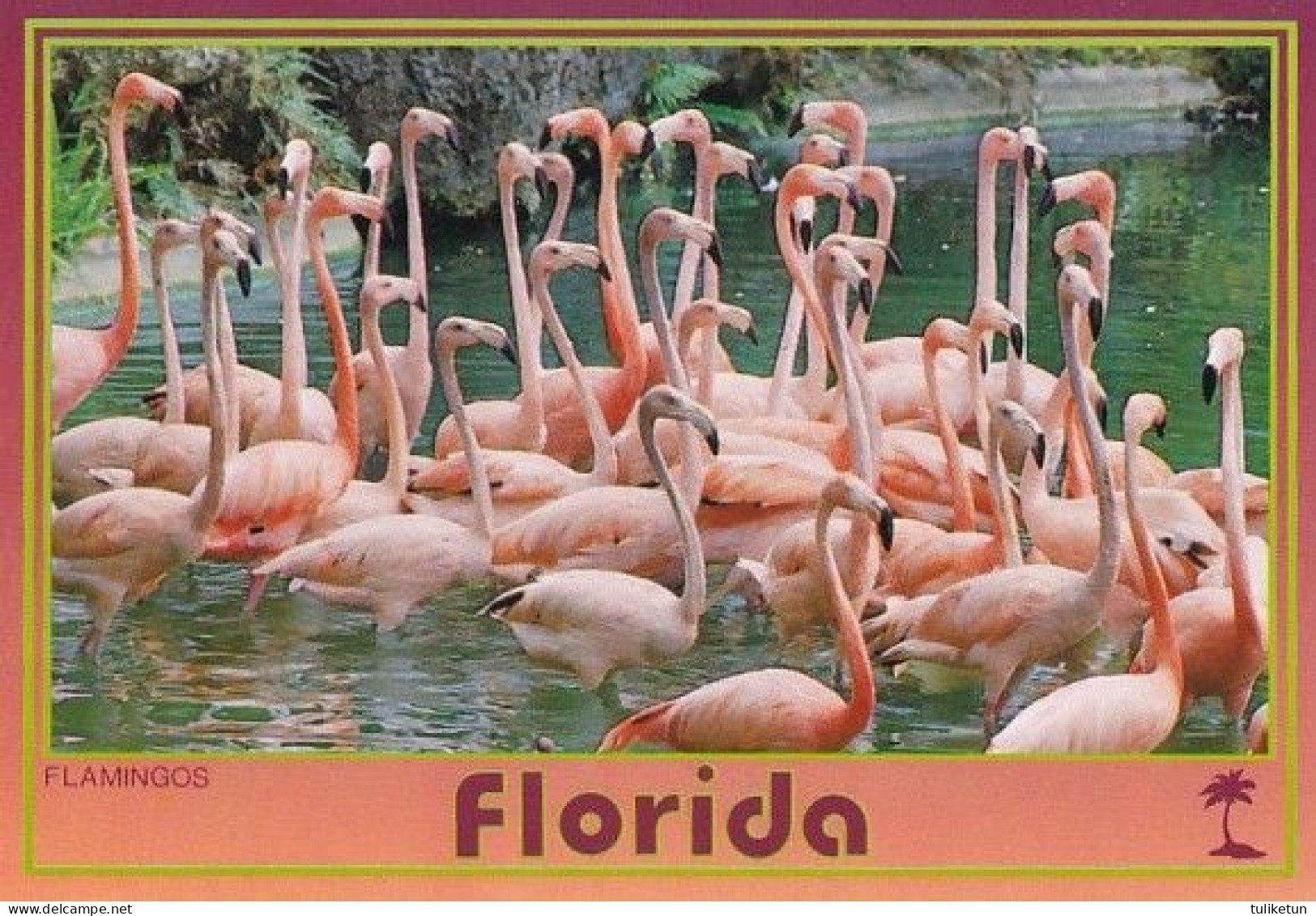 Bird - Oiseau - Vogel - Uccello - Pássaro - Pájaro - Flamingo - Flamingos - Phoenicopteridae - Moscow Zoo - Uccelli