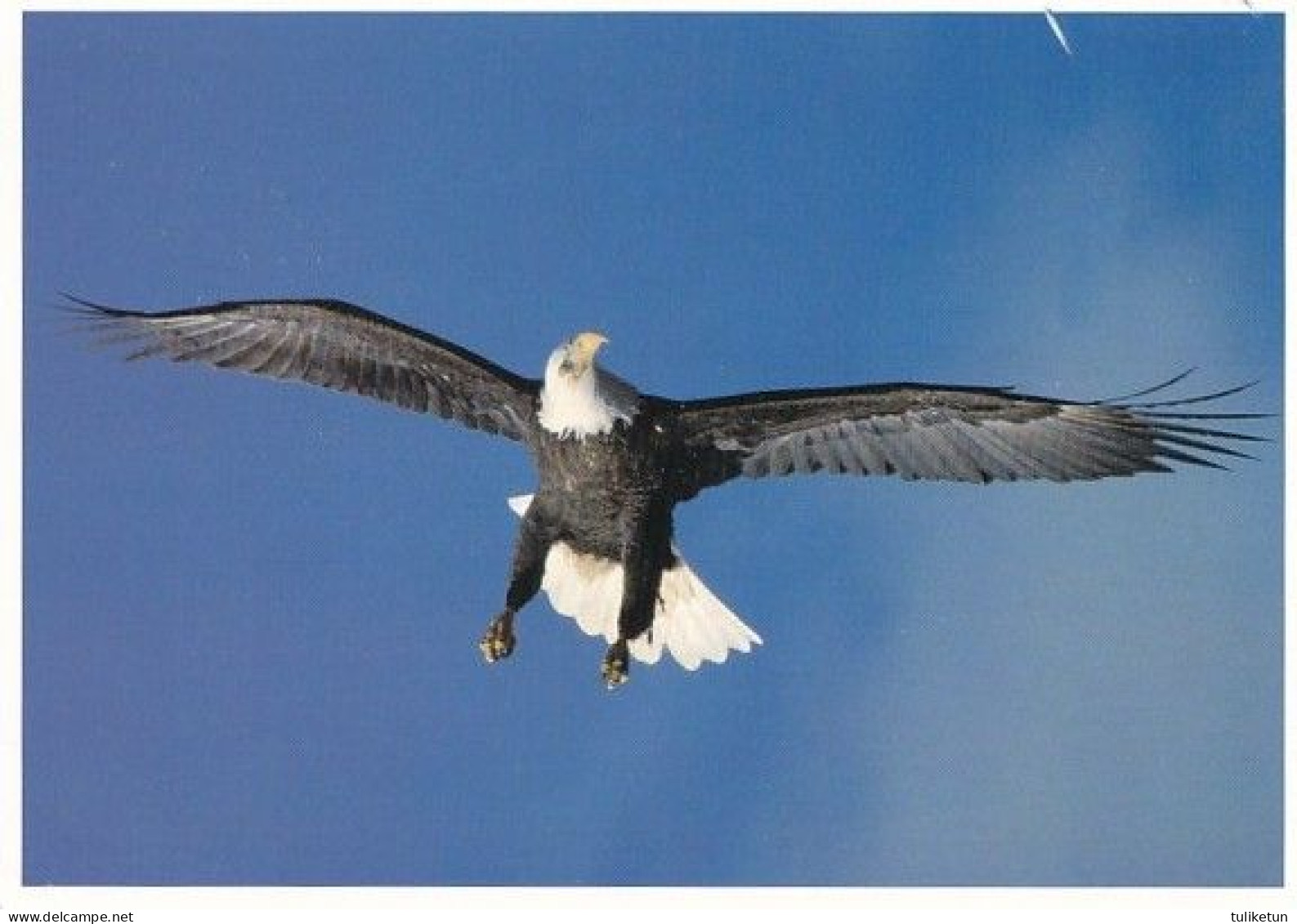 Bird - Oiseau - Vogel - Uccello - Pássaro - Pájaro - Valkopäämerikotka - Weißkopfseeadler - Haliaeetus Leucocephalus - Oiseaux