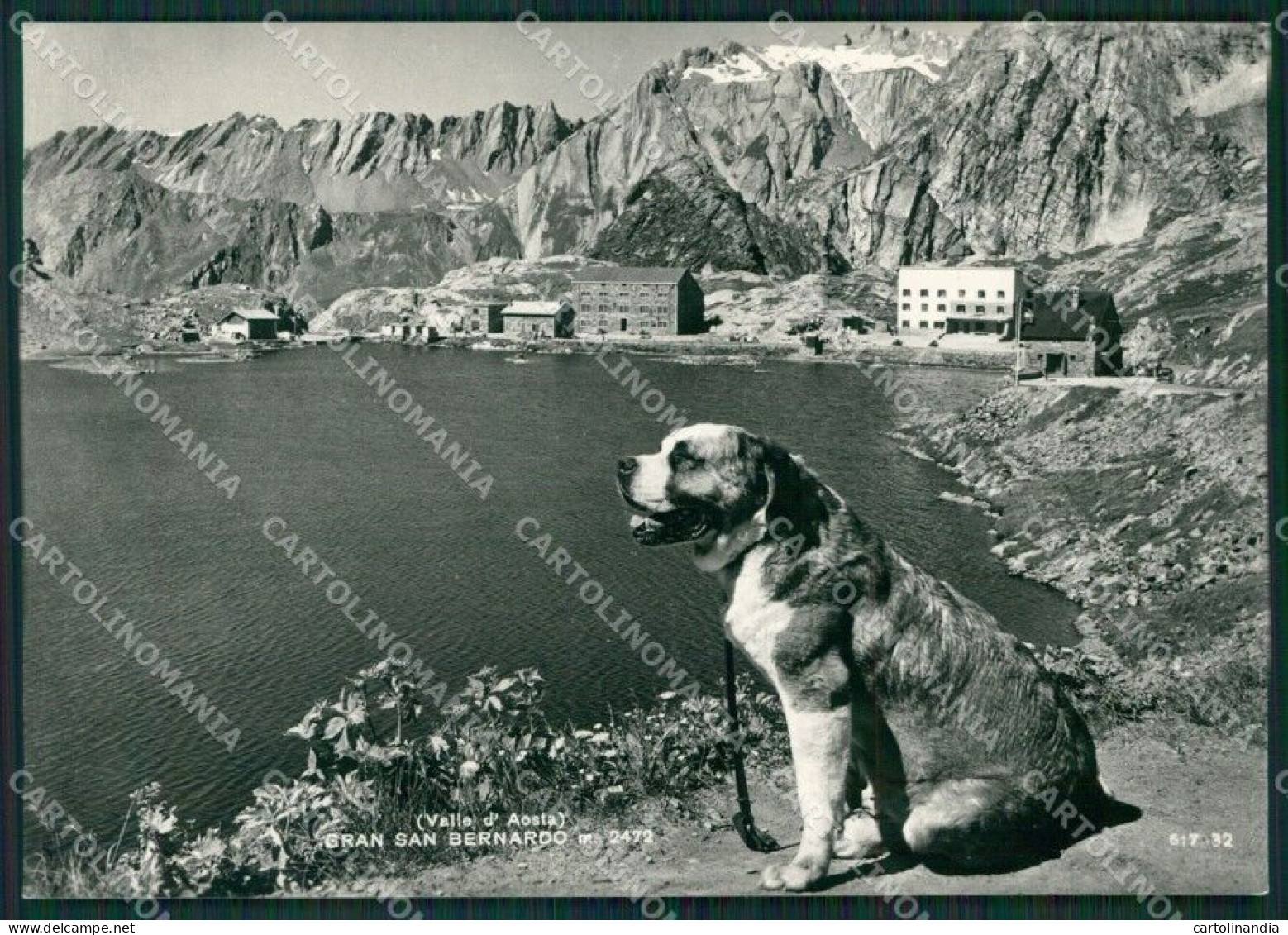 Aosta Gran San Bernardo Cane Foto FG Cartolina KB1590 - Aosta