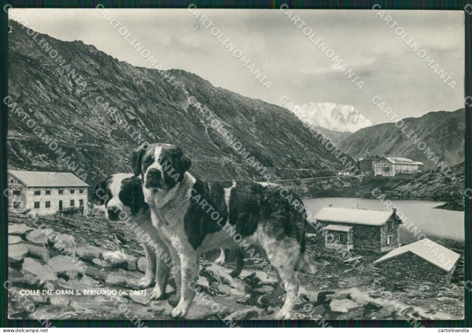 Aosta Colle Del Gran San Bernardo Cane PIEGA Foto FG Cartolina KB1654 - Aosta