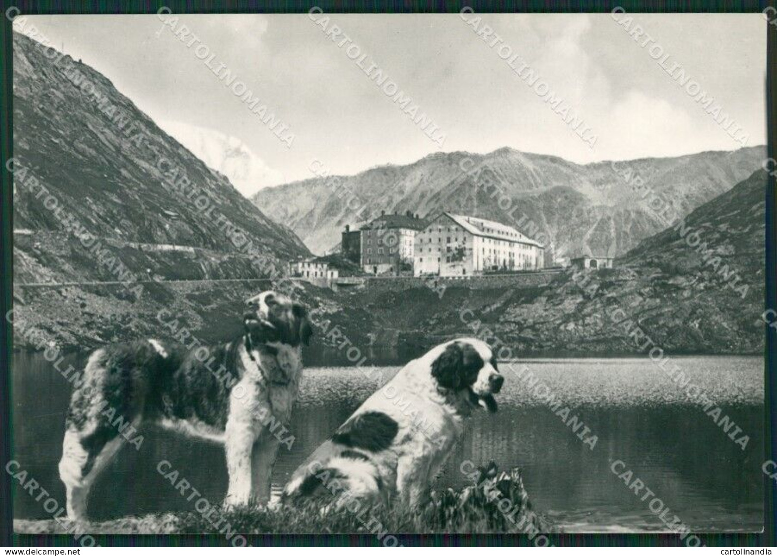 Aosta Colle Gran San Bernardo Cani PIEGHINA Foto FG Cartolina KB1638 - Aosta