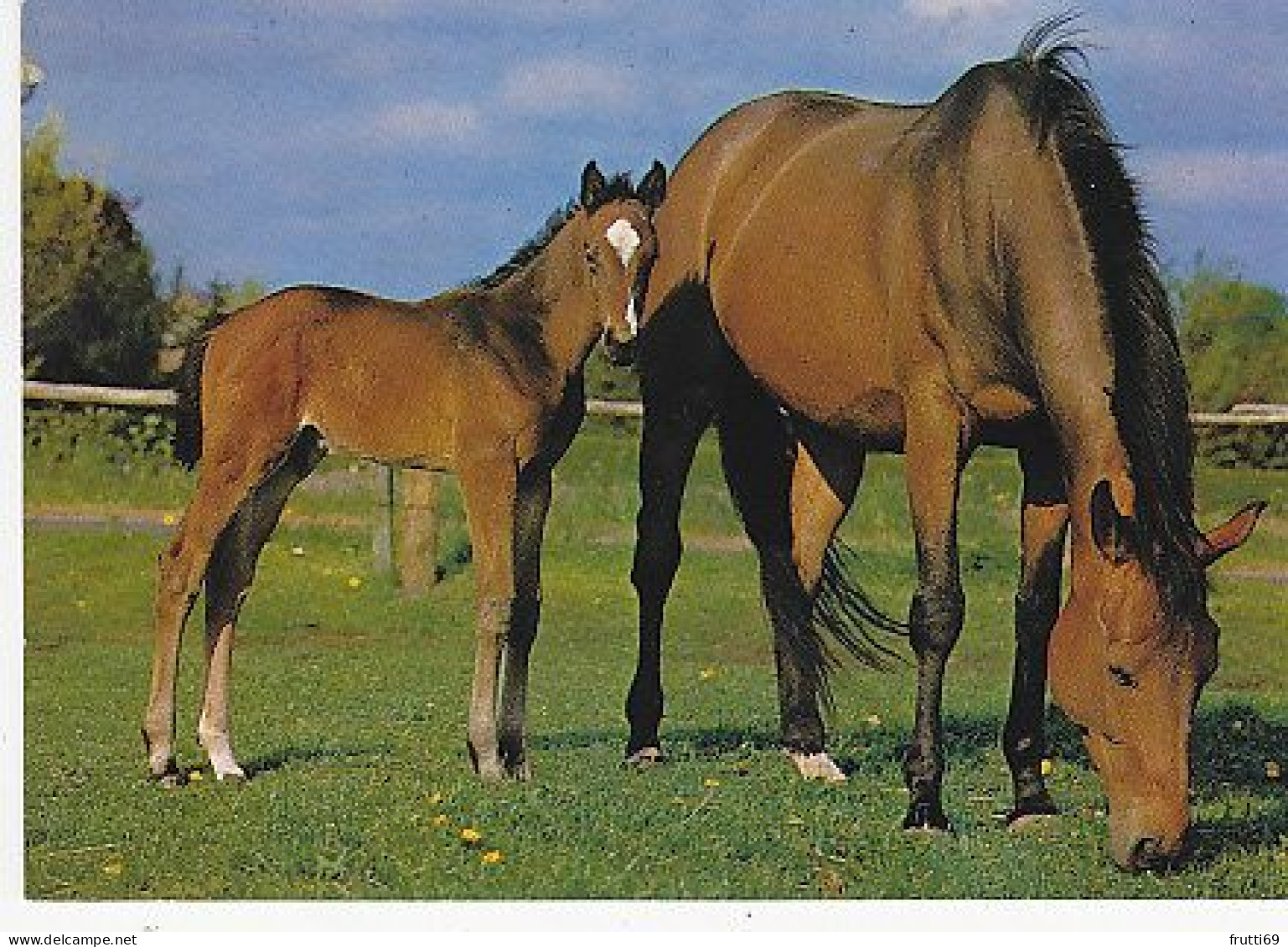 AK 214976 HORSE / PFERD / CHEVAL .. - Cavalli