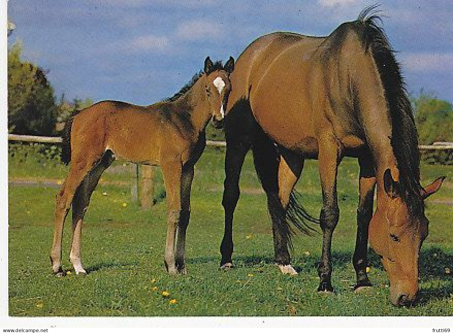 AK 214976 HORSE / PFERD / CHEVAL .. - Horses