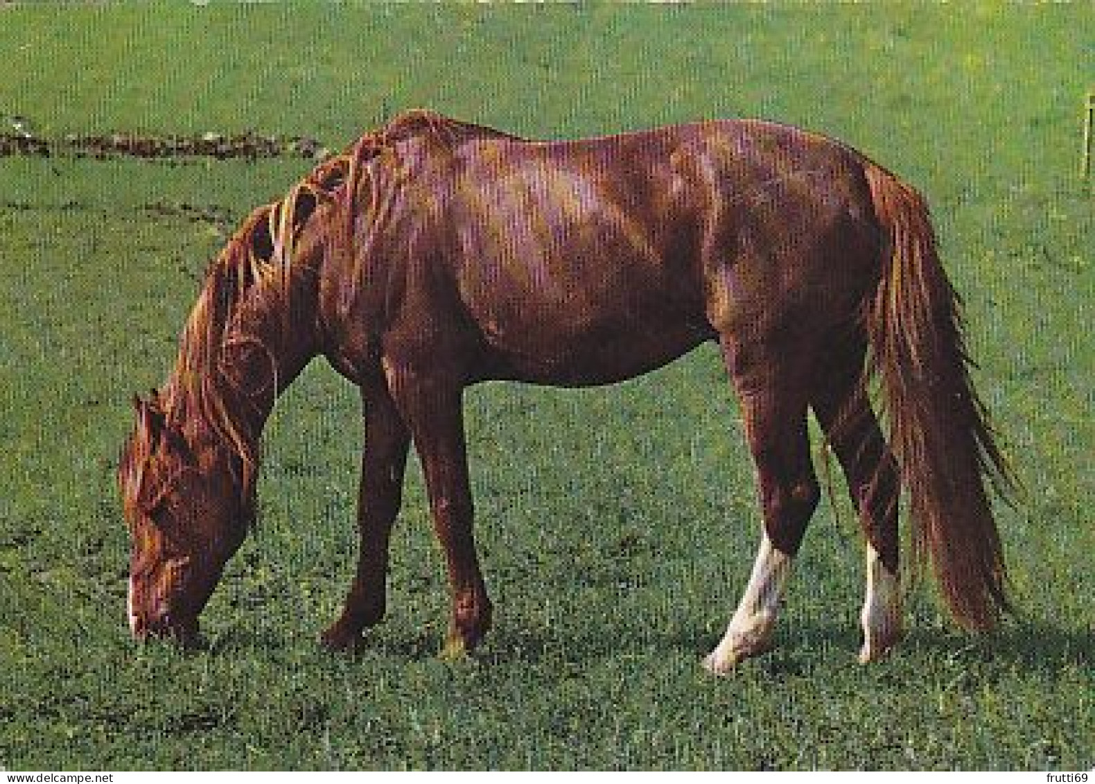 AK 214979 HORSE / PFERD / CHEVAL .. - Horses