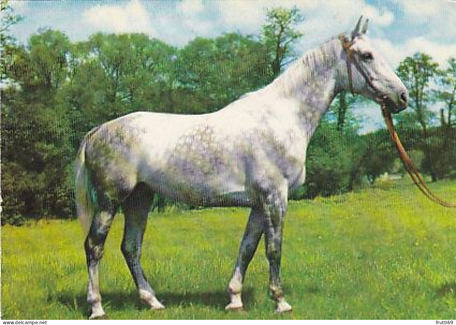 AK 214981 HORSE / PFERD / CHEVAL .. - Horses