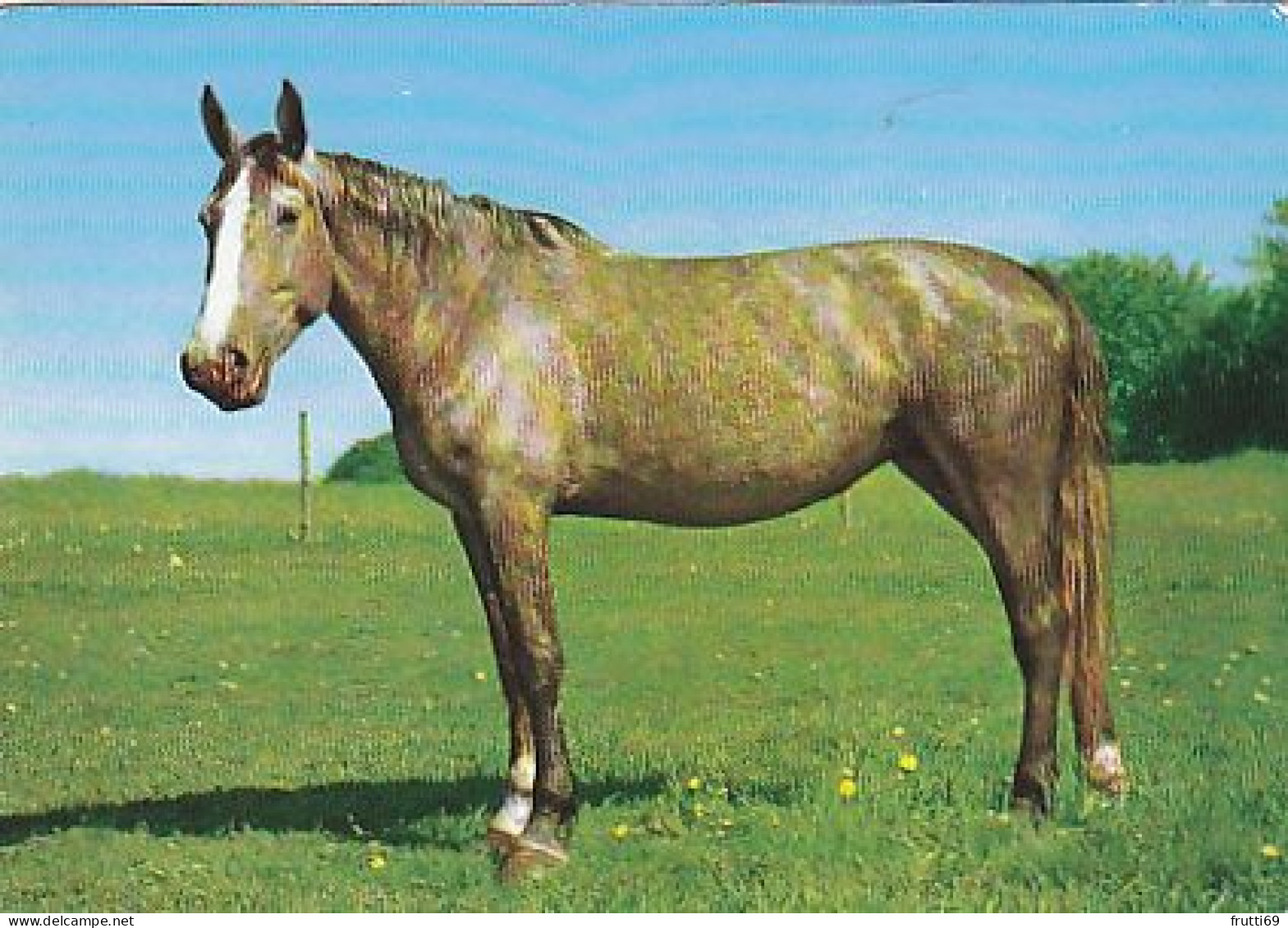 AK 214982 HORSE / PFERD / CHEVAL .. - Chevaux