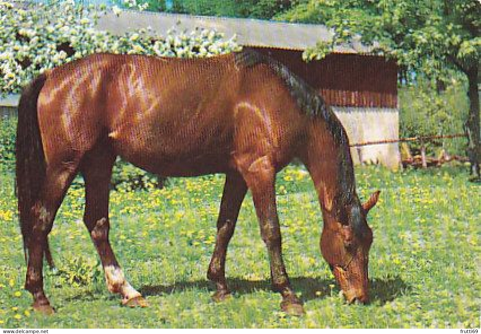 AK 214983 HORSE / PFERD / CHEVAL .. - Caballos