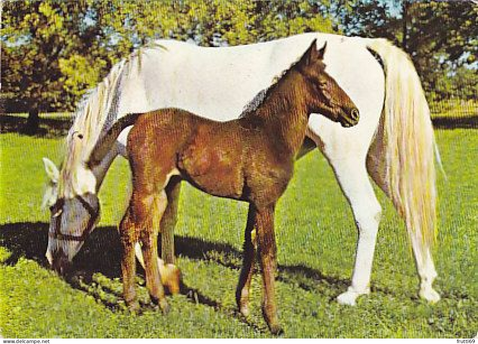 AK 214984 HORSE / PFERD / CHEVAL .. - Cavalli