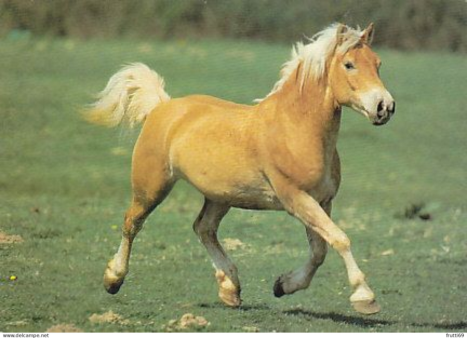 AK 214986 HORSE / PFERD / CHEVAL .. - Horses