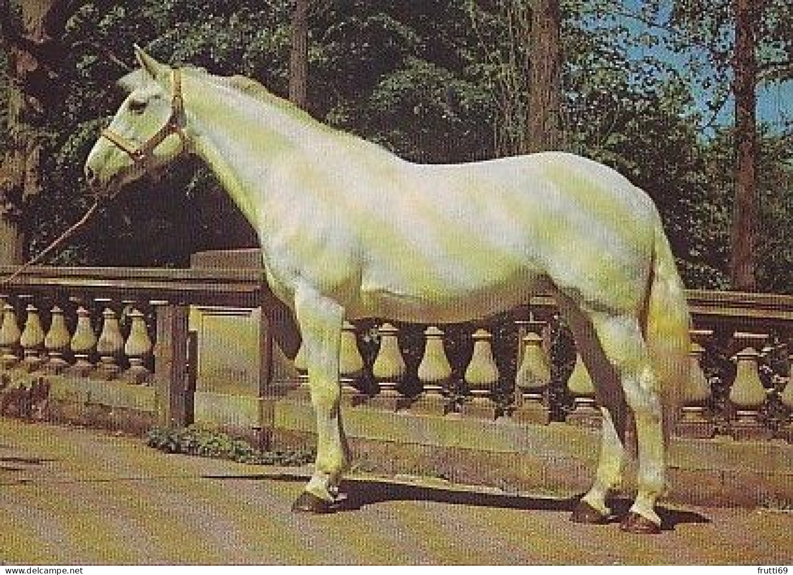 AK 214989 HORSE / PFERD / CHEVAL .. - Horses