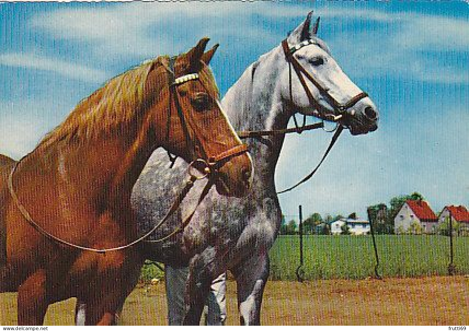 AK 214991 HORSE / PFERD / CHEVAL .. - Horses