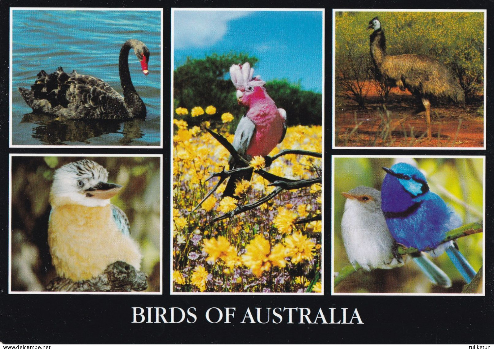 Bird - Oiseau - Vogel - Uccello - Pássaro - Pájaro - Animal - Animaux - Fauna - Birds Of Australia - Vogels