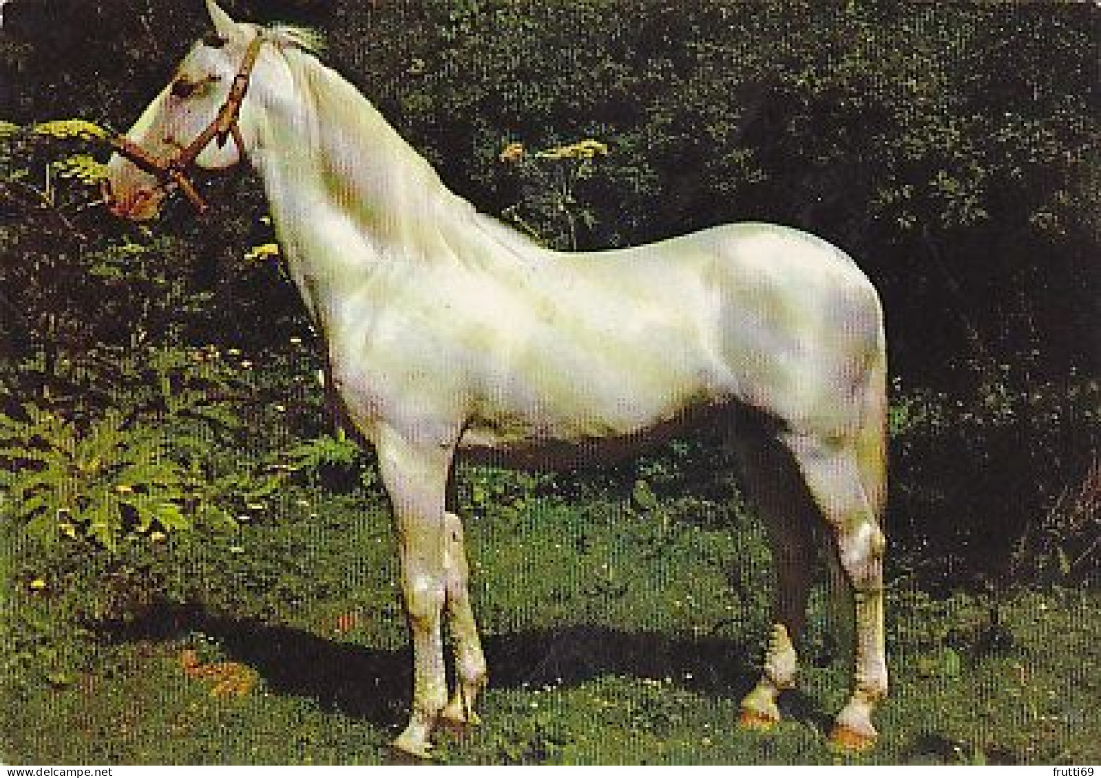 AK 214993 HORSE / PFERD / CHEVAL .. - Paarden