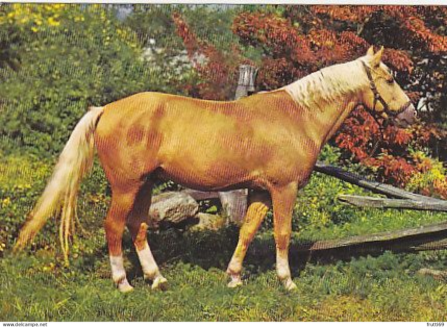 AK 214994 HORSE / PFERD / CHEVAL .. - Paarden