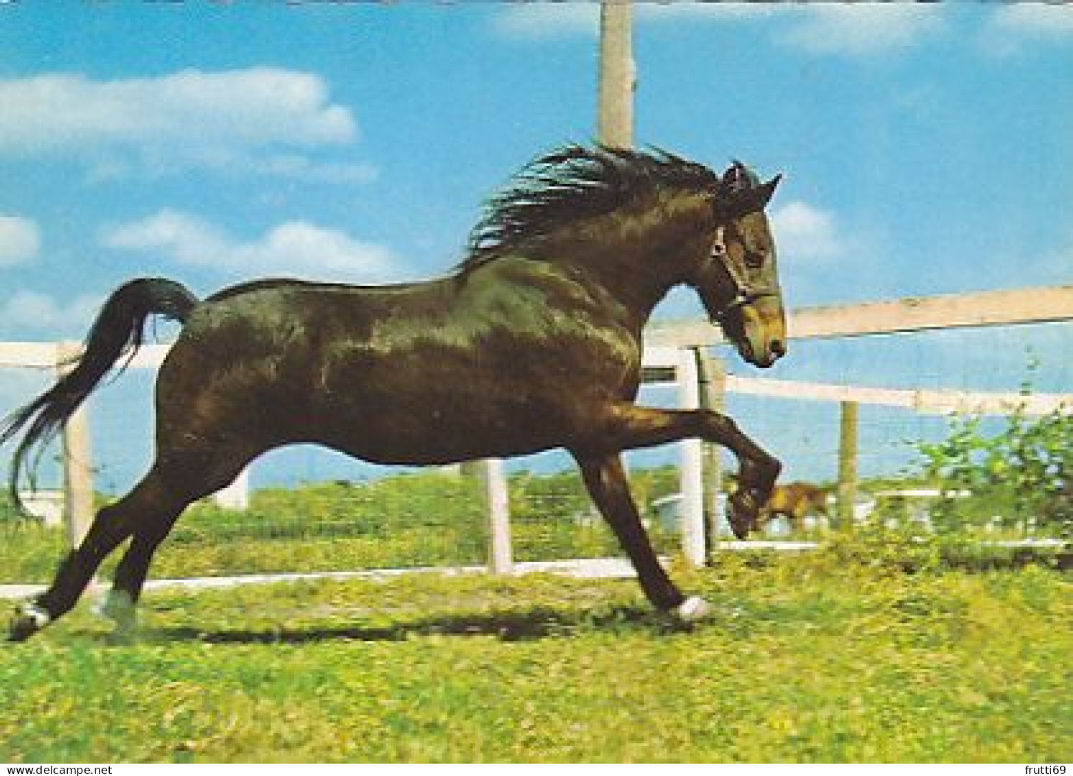 AK 214995 HORSE / PFERD / CHEVAL .. - Horses