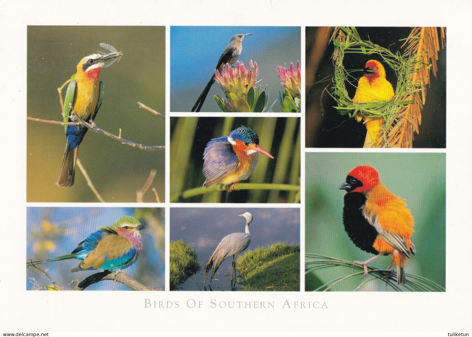 Bird - Oiseau - Vogel - Uccello - Pássaro - Pájaro - Animal - Animaux - Fauna - Birds Of Southern Africa - Oiseaux