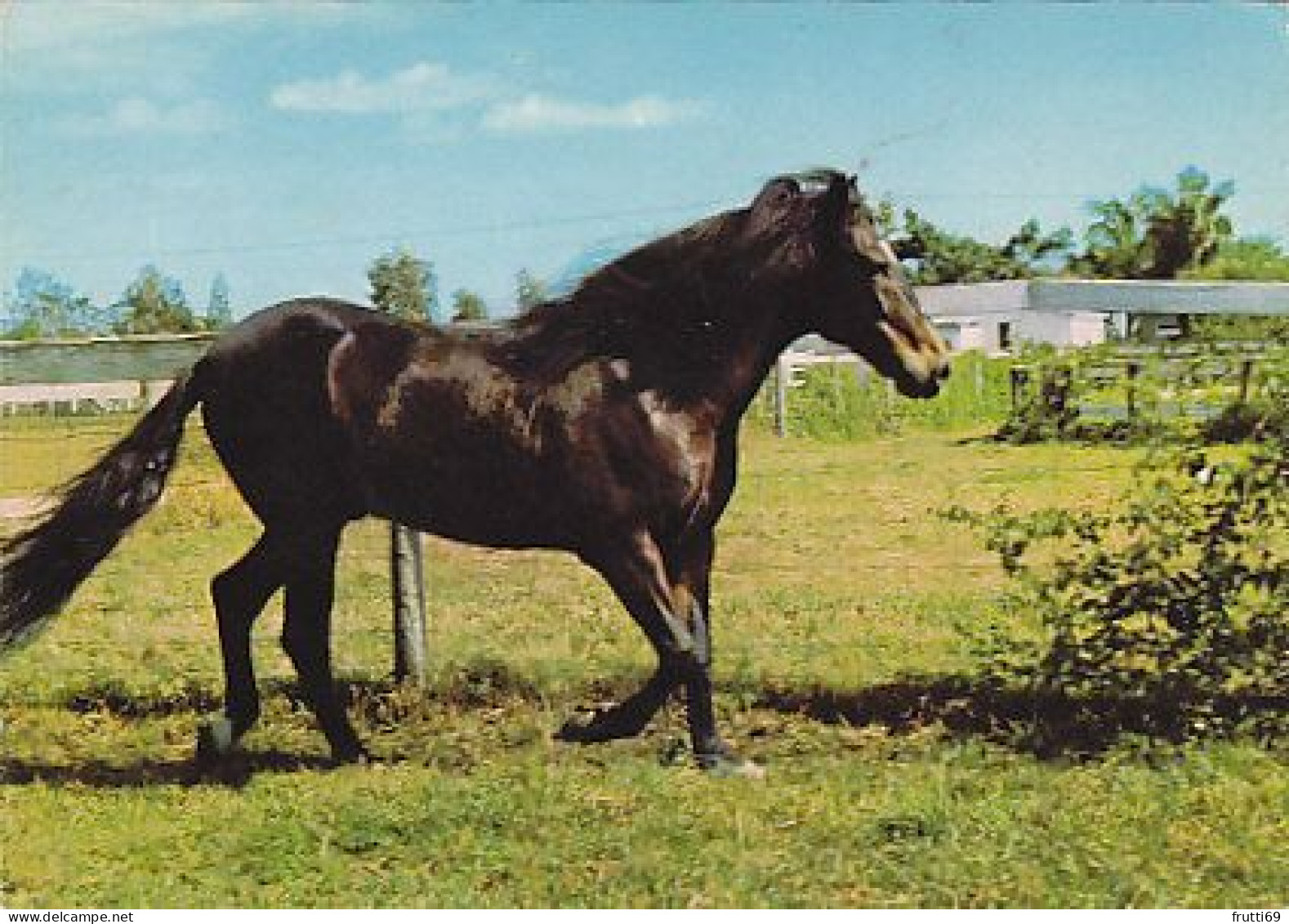 AK 214996 HORSE / PFERD / CHEVAL .. - Paarden