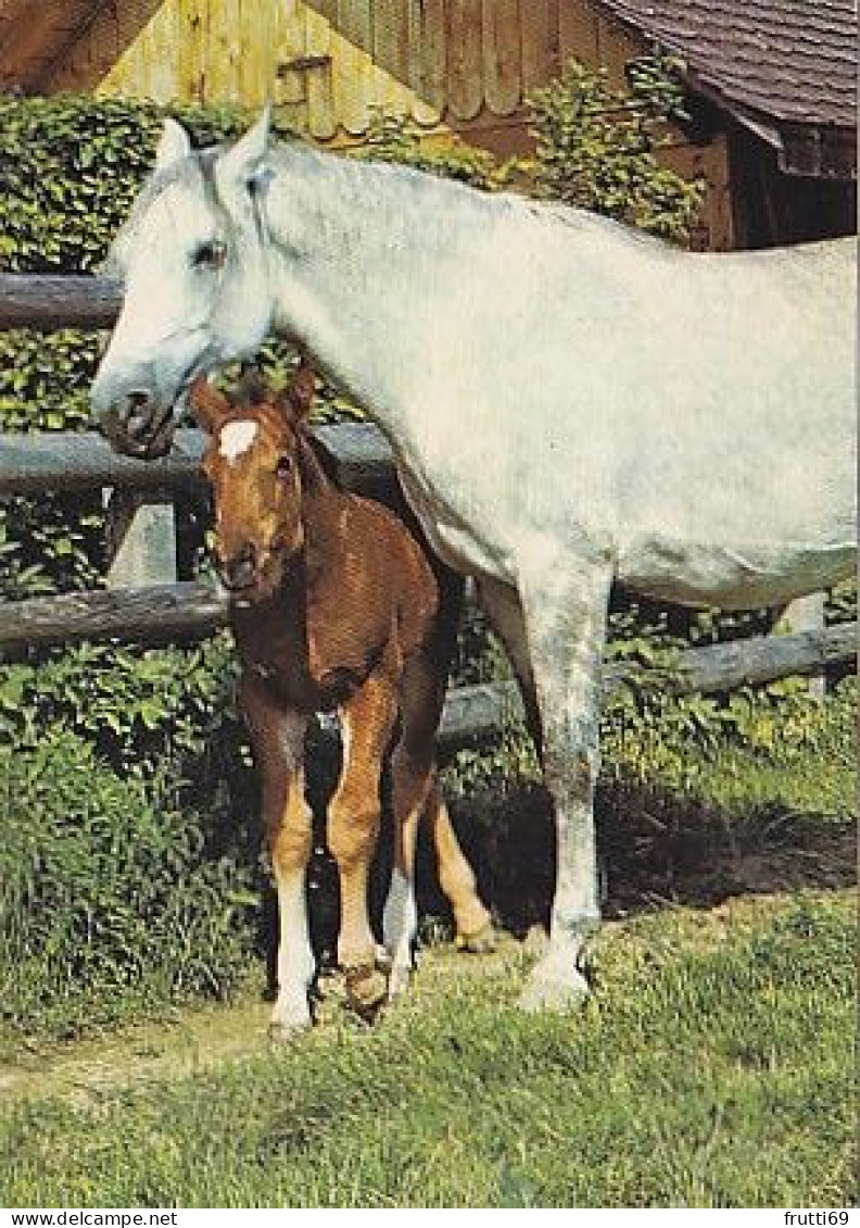 AK 214998 HORSE / PFERD / CHEVAL .. - Horses