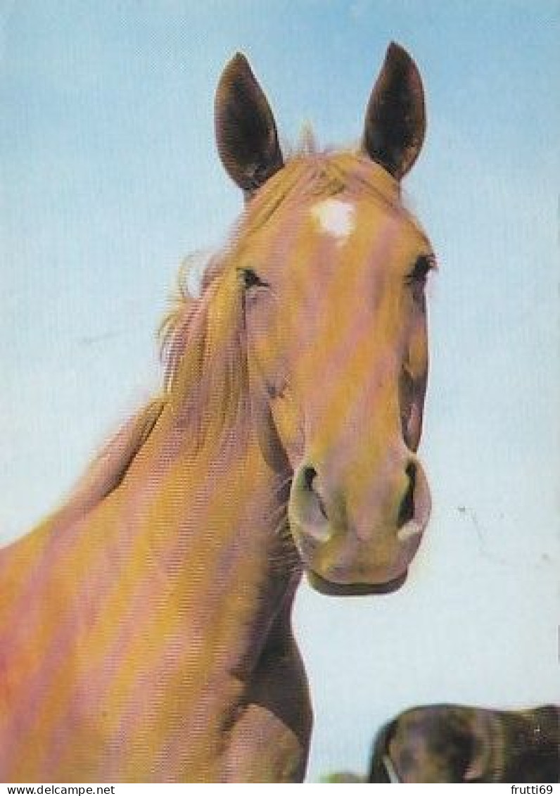AK 214999 HORSE / PFERD / CHEVAL .. - Paarden
