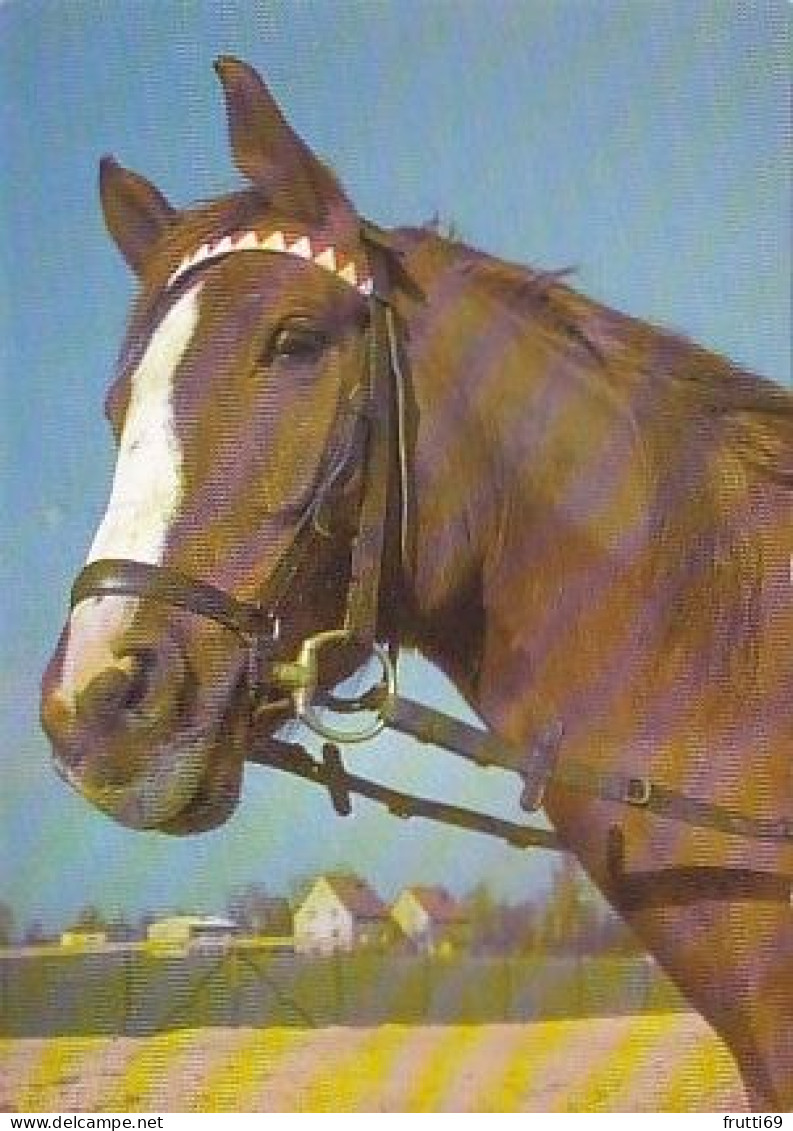 AK 215001 HORSE / PFERD / CHEVAL .. - Pferde