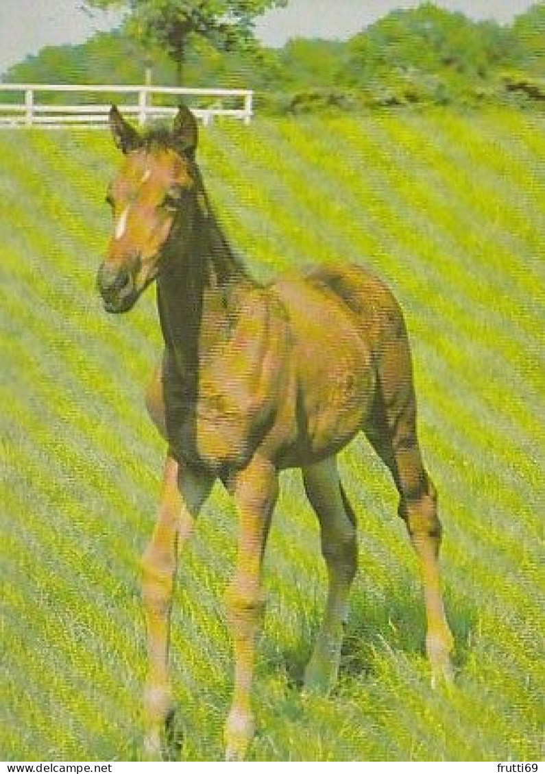 AK 215004 HORSE / PFERD / CHEVAL .. - Pferde