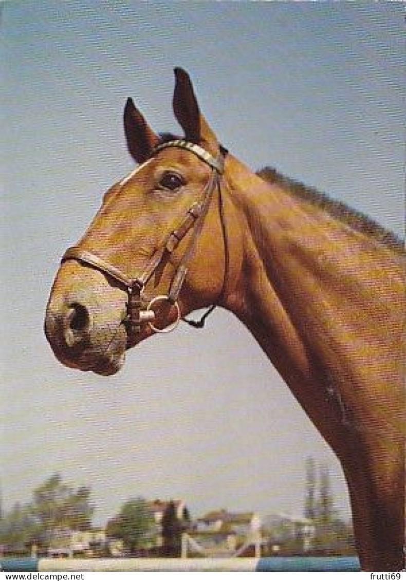AK 215007 HORSE / PFERD / CHEVAL .. - Horses