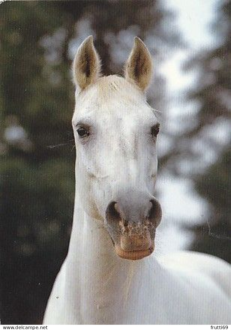 AK 215012 HORSE / PFERD / CHEVAL .. - Paarden