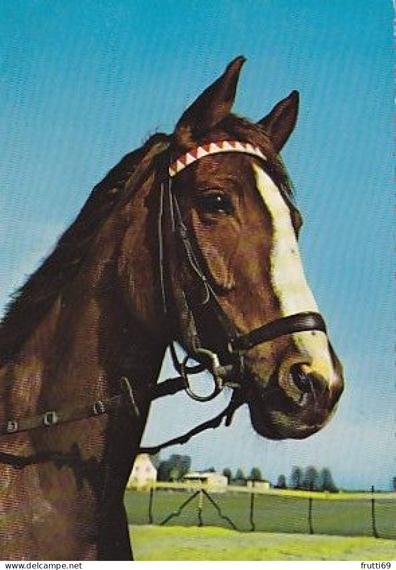 AK 215013 HORSE / PFERD / CHEVAL .. - Horses