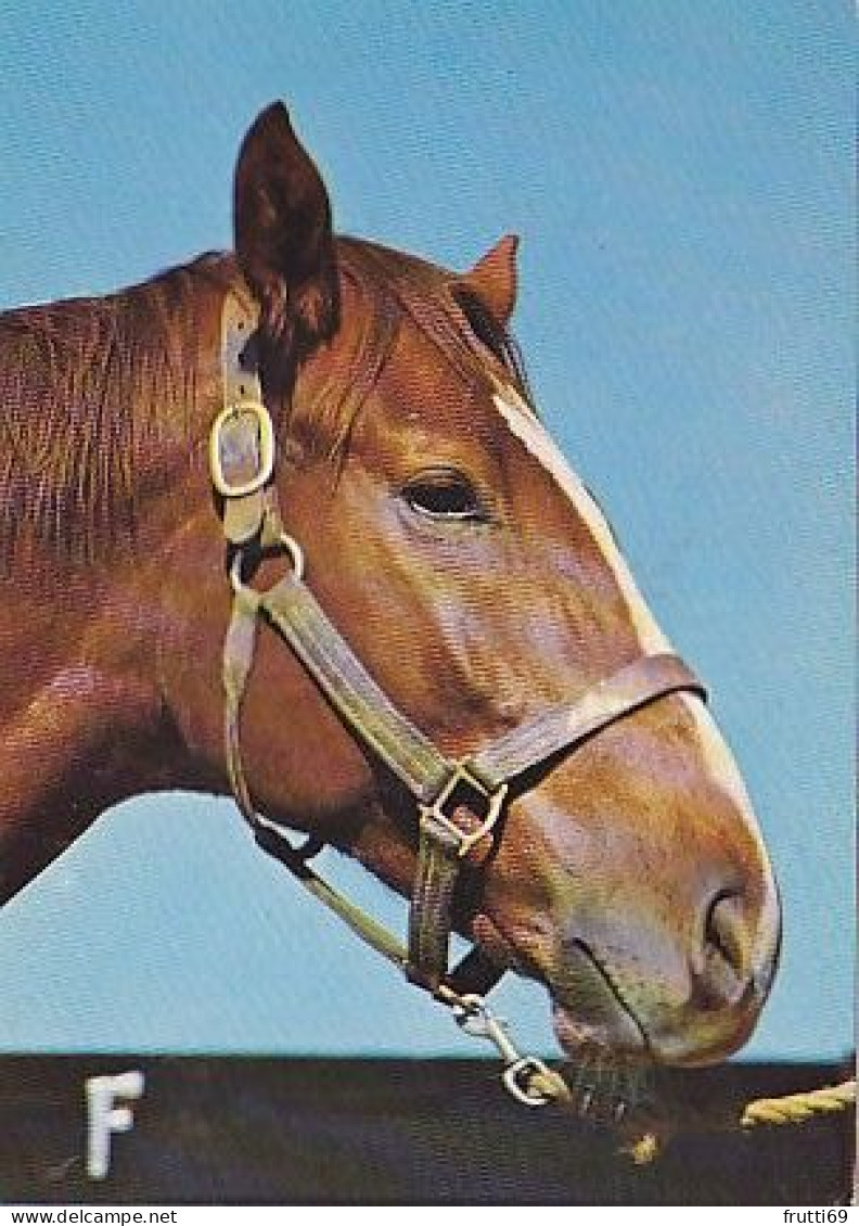 AK 215014 HORSE / PFERD / CHEVAL .. - Paarden