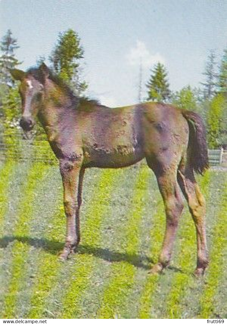 AK 215016 HORSE / PFERD / CHEVAL .. - Horses