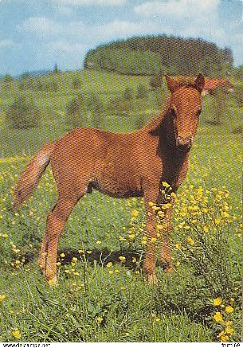 AK 215017 HORSE / PFERD / CHEVAL .. - Paarden