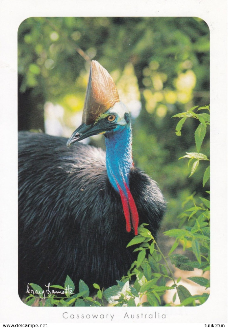 Bird - Oiseau - Vogel - Uccello - Pássaro - Pájaro - Animal - Animaux - Fauna - Cassowary Australia - Vogels