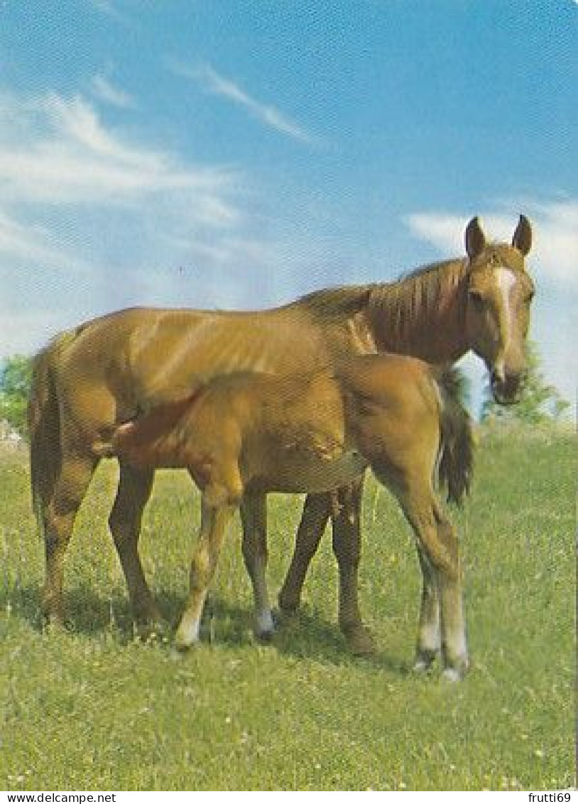 AK 215022 HORSE / PFERD / CHEVAL .. - Horses