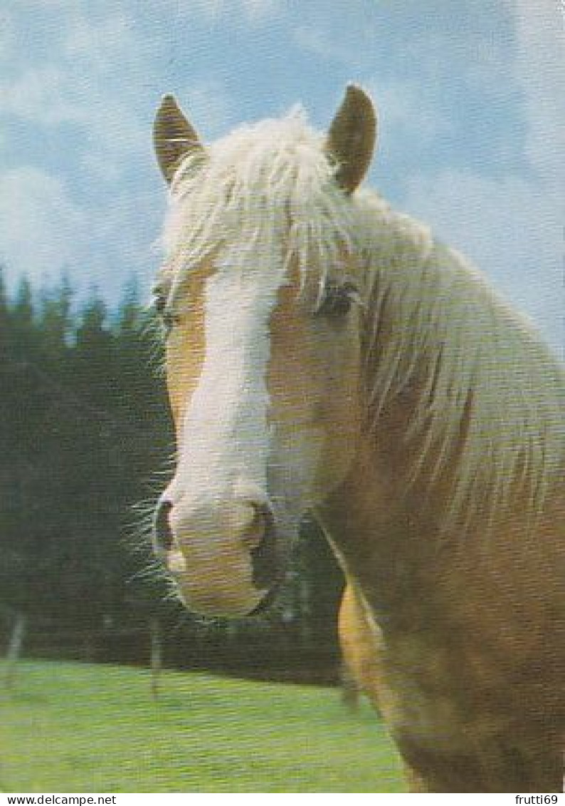 AK 215024 HORSE / PFERD / CHEVAL .. - Horses