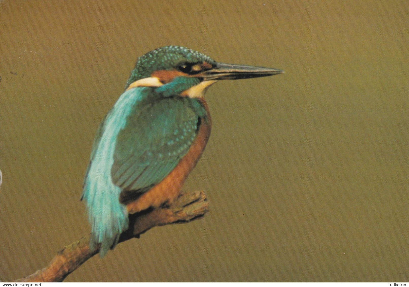 Bird - Oiseau - Vogel - Uccello - Pássaro - Pájaro - Kuningaskalastja - Kingfisher - Eisvogel - Alcedo Atthis - Vögel