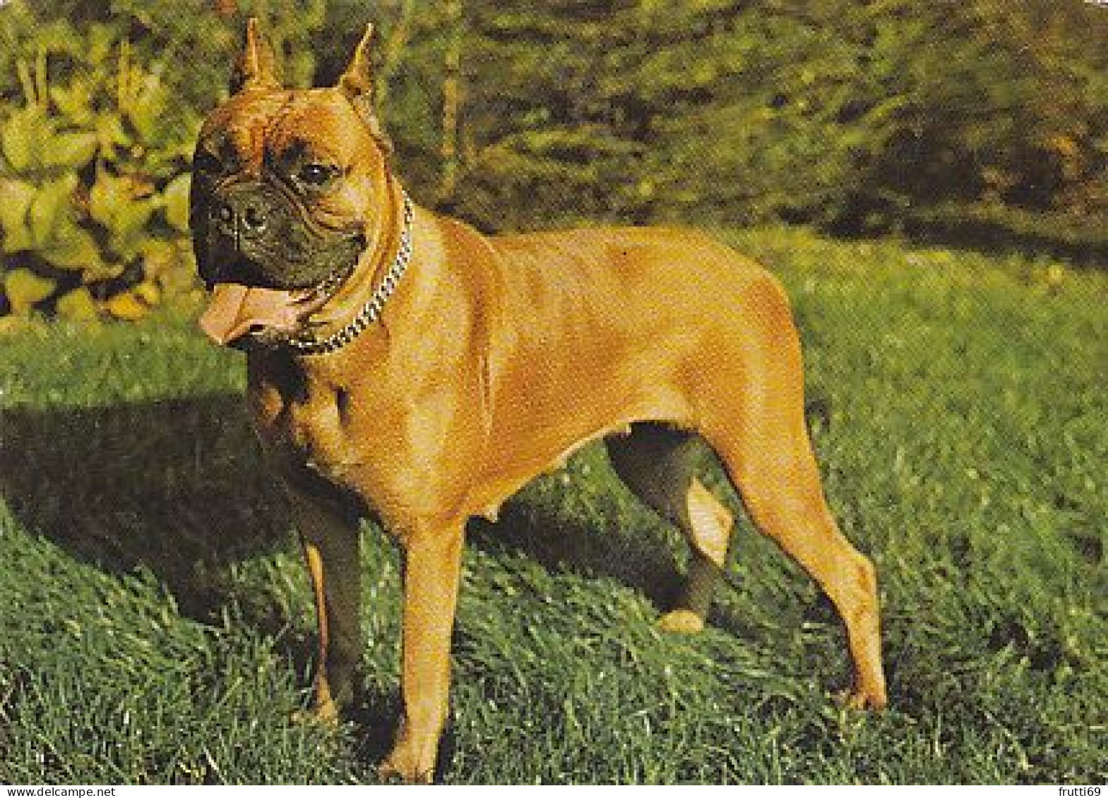 AK 215030 DOG / HUND ... - Boxer - Honden