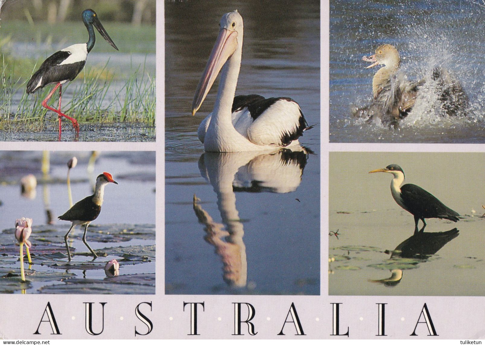 Bird - Oiseau - Vogel - Uccello - Pássaro - Pájaro - Animal - Animaux - Fauna - Birds Of Australia - Waterfowl Species - Pájaros