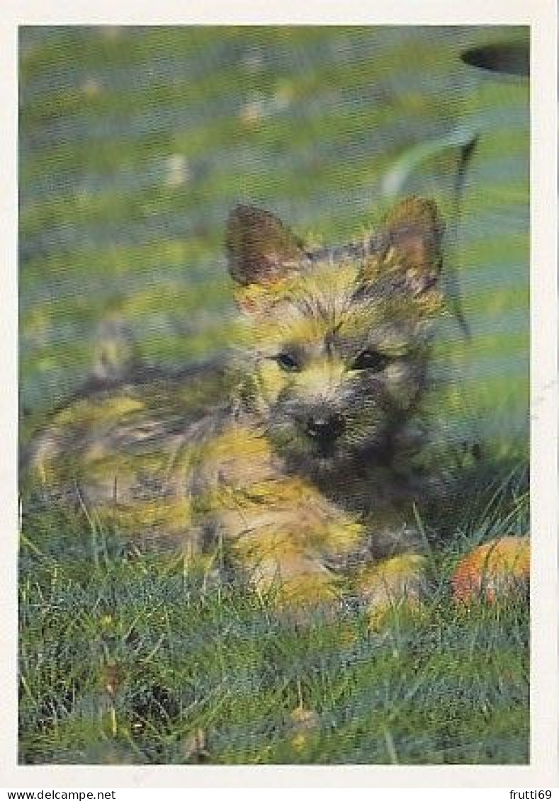 AK 215034 DOG / HUND ... - Honden