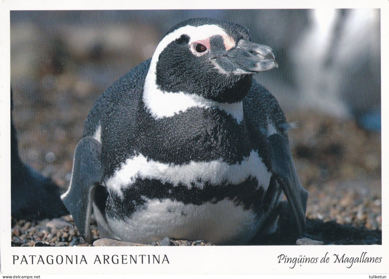 Bird - Oiseau - Vogel - Uccello - Pássaro - Pájaro - Penguin - Pingüinos De Magallanes - Patagonia Argentina - Vögel