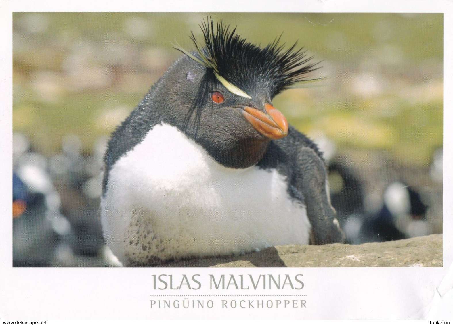 Bird - Oiseau - Vogel - Uccello - Pássaro - Pájaro - Penguin - Pingüino Rockhopper - Islas Malvinas - Birds