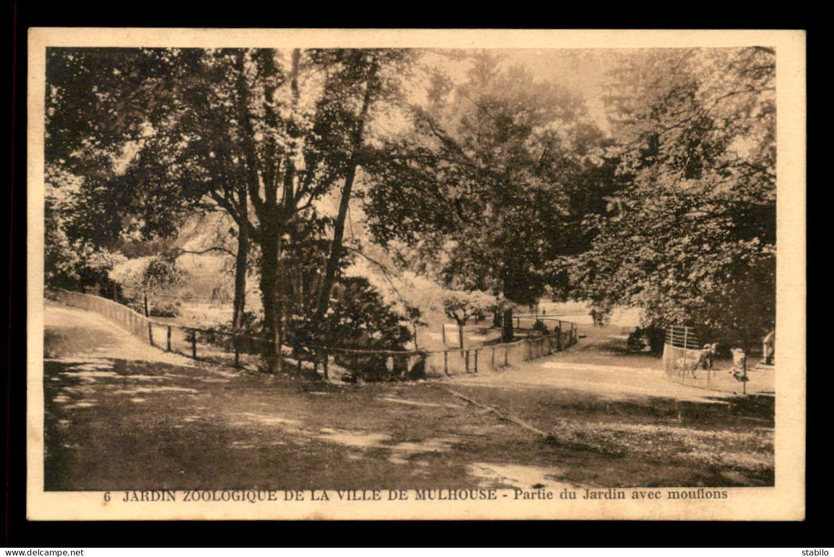 68 - MULHOUSE - JARDIN ZOOLOGIQUE - LES MOUFLONS - Mulhouse