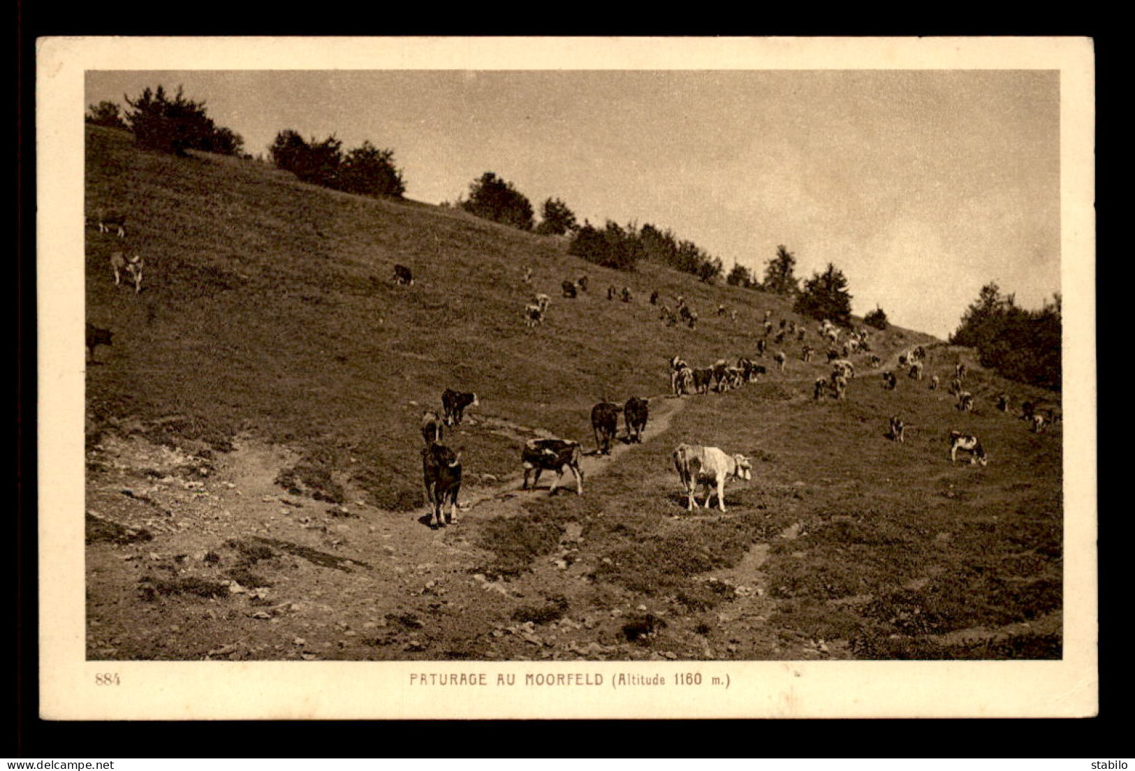 68 - PATURAGE AU MOORFELD - VACHES - Sonstige & Ohne Zuordnung