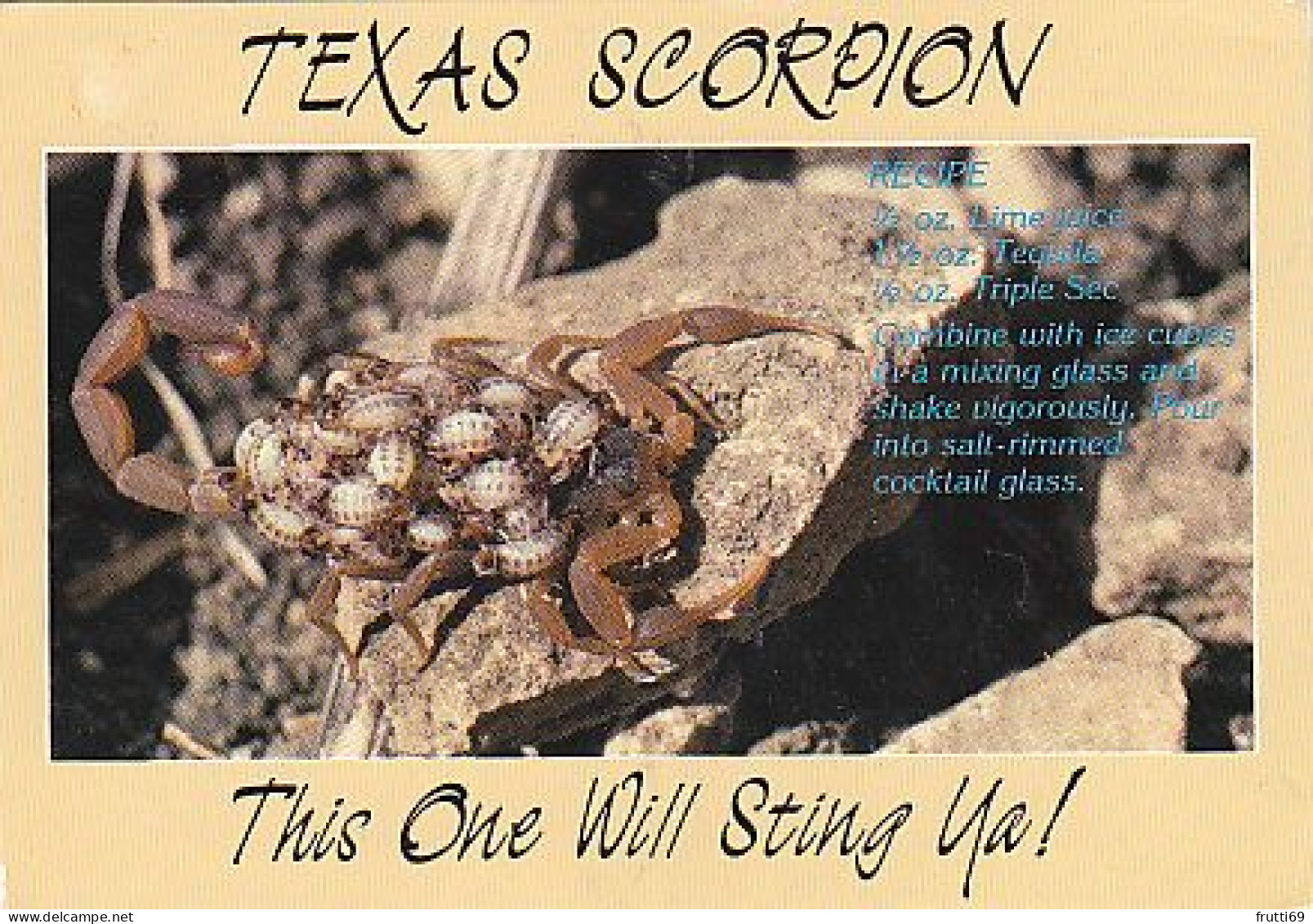 AK 215043 TEXAS SCORPION - Insectos