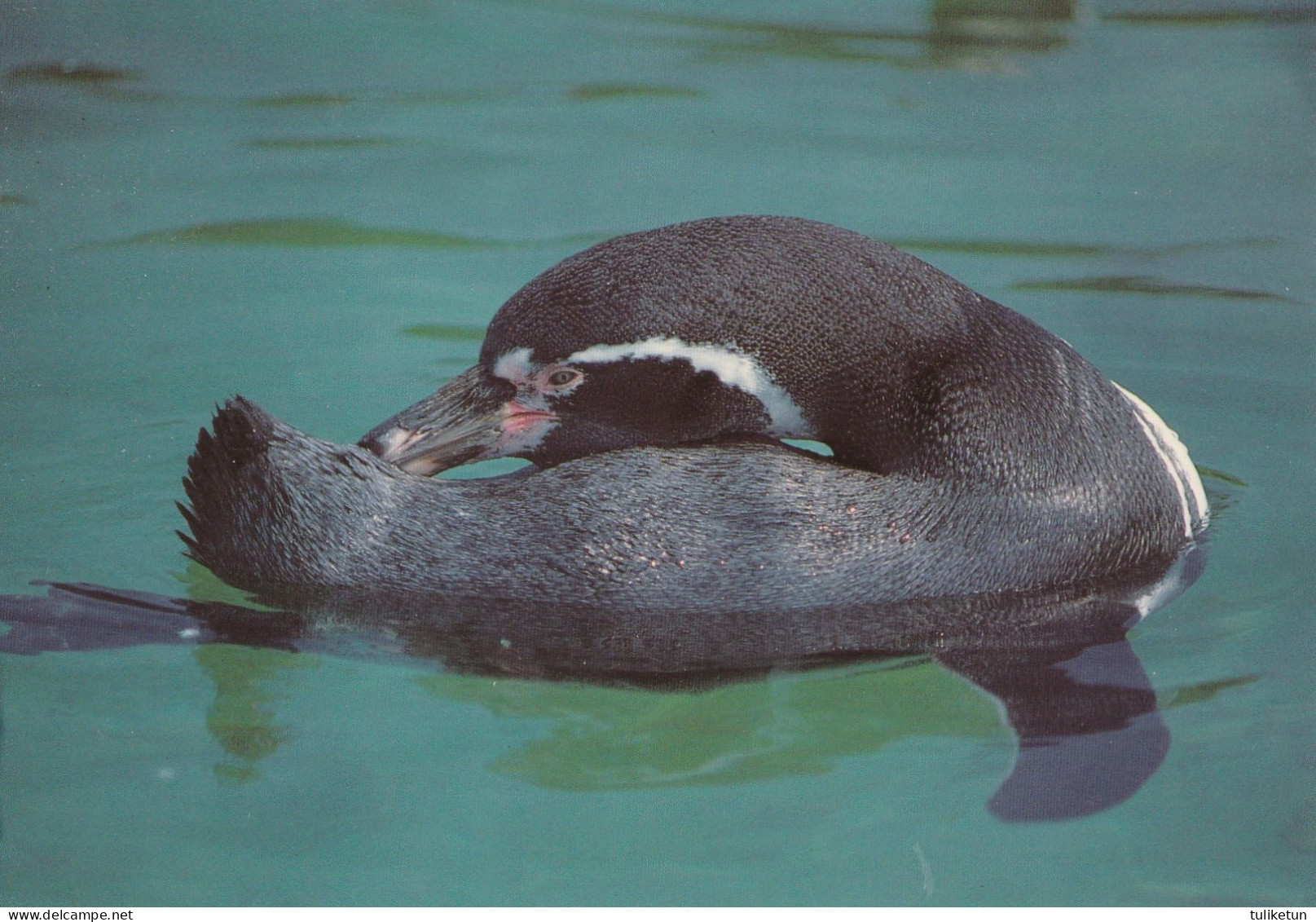 Bird - Oiseau - Vogel - Uccello - Pássaro - Pájaro - Humboldt Penguin - Uccelli