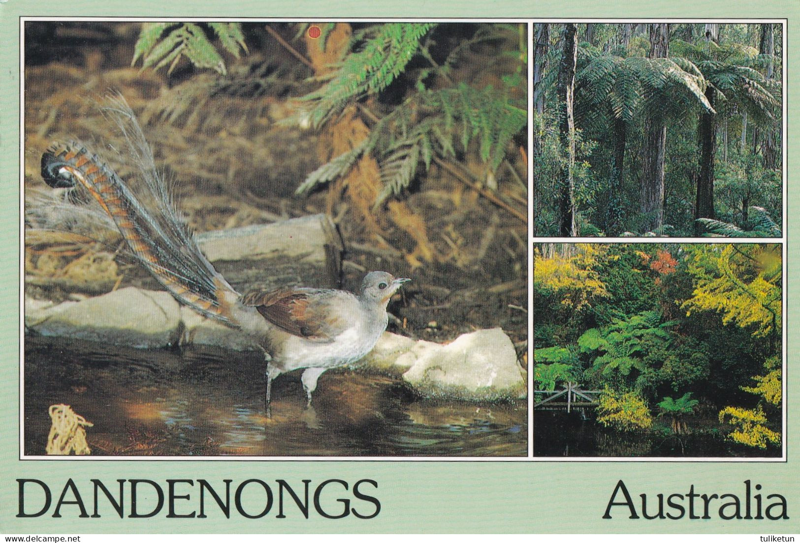 Bird - Oiseau - Vogel - Uccello - Pássaro - Pájaro - Lyrebird - Dandenongs - Australia - Oiseaux