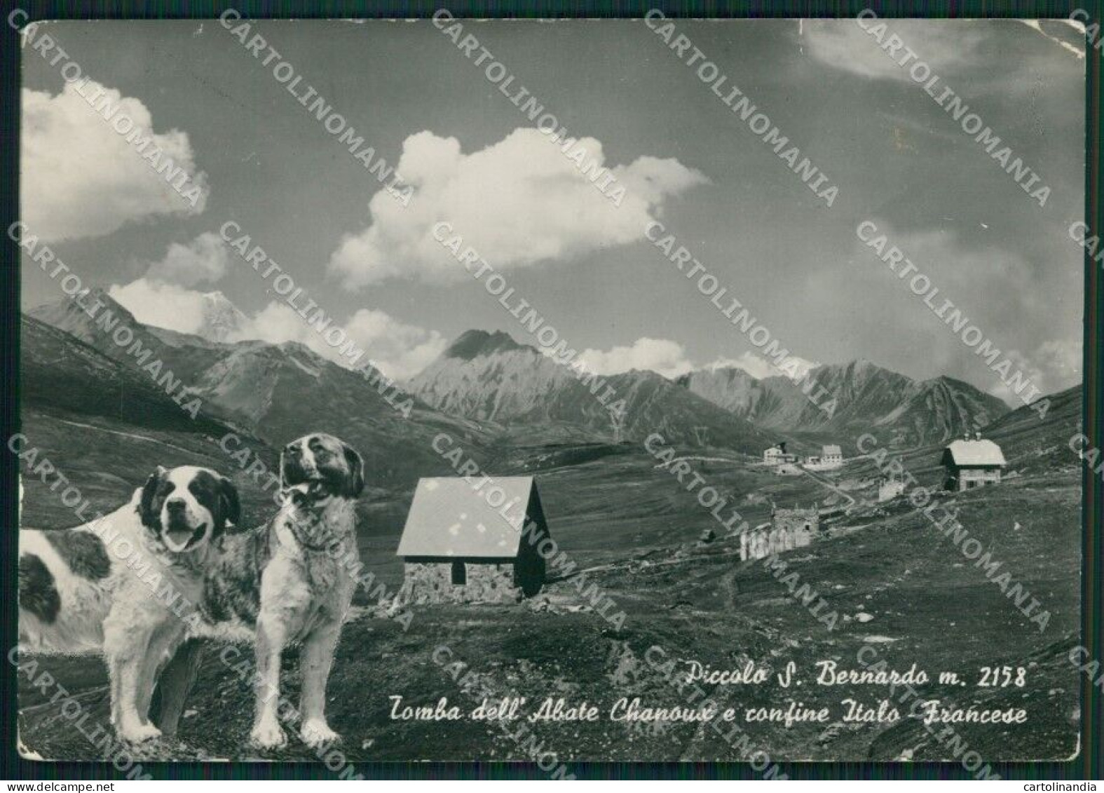 Aosta Piccolo San Bernardo Confine Cane PIEGHINE Foto FG Cartolina KB1766 - Aosta