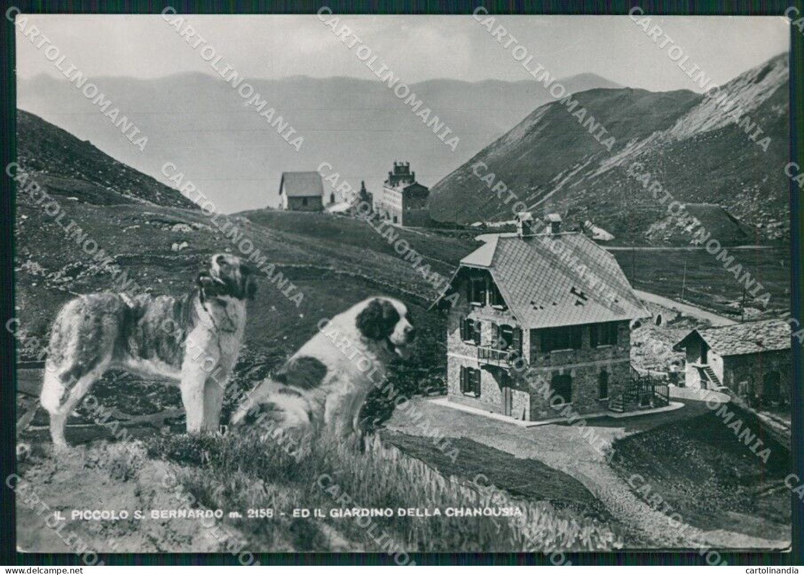 Aosta Piccolo San Bernardo Cani Foto FG Cartolina KB1551 - Aosta