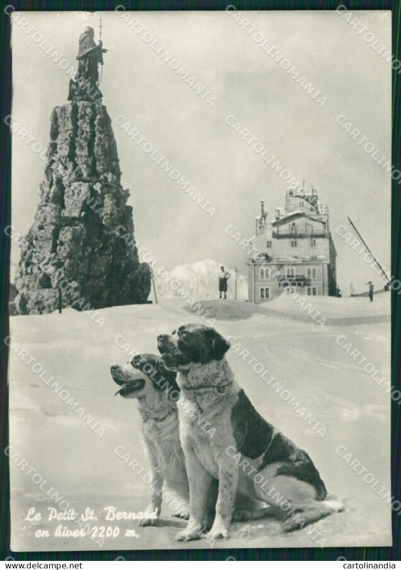 Aosta Piccolo San Bernardo Nevicata Cane Foto FG Cartolina KB1791 - Aosta