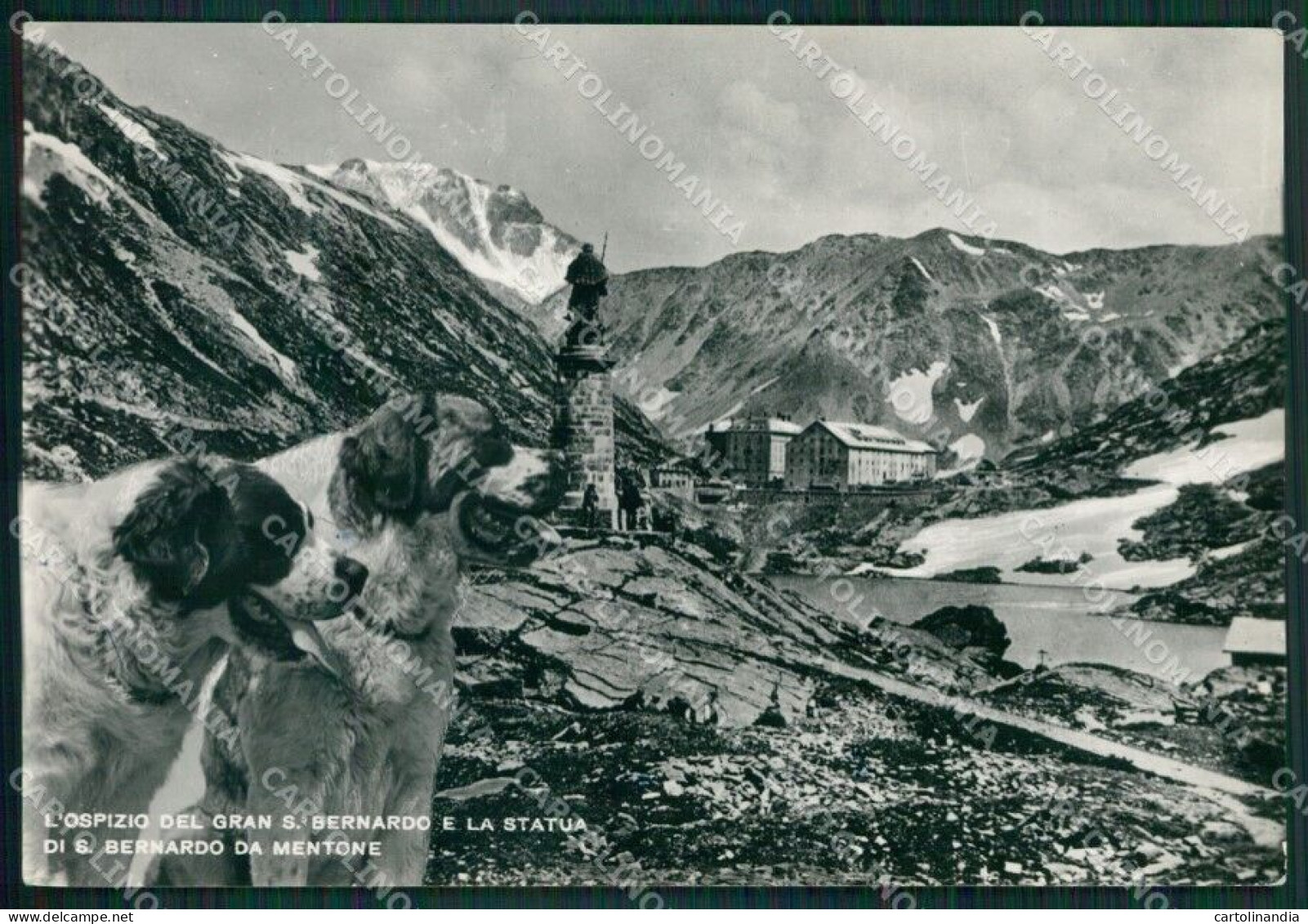 Aosta Gran San Bernardo Ospizio Cane Foto FG Cartolina KB1891 - Aosta